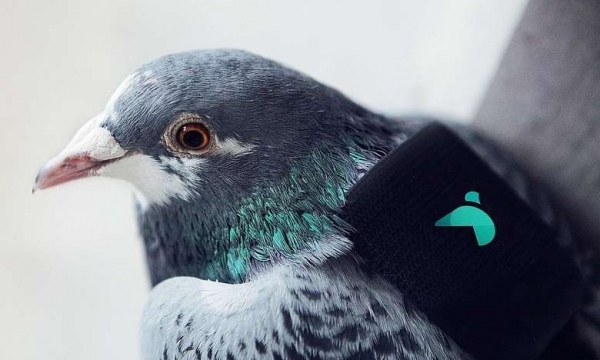Anh sử dụng chim bồ câu để đo nồng độ ô nhiễm không khí